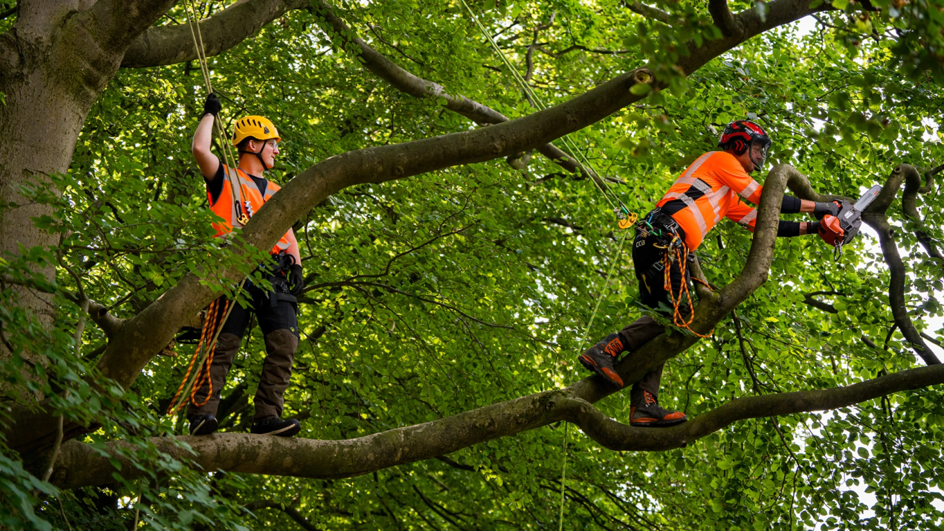 Cursus klimmen