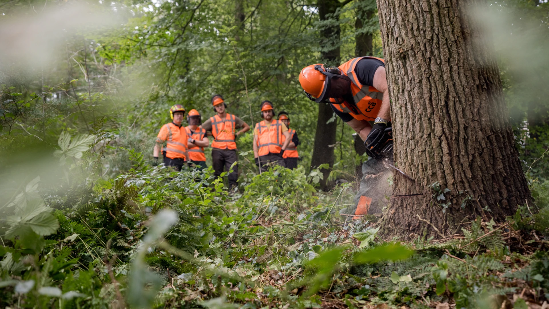 Zware velling kettingzaag cursus