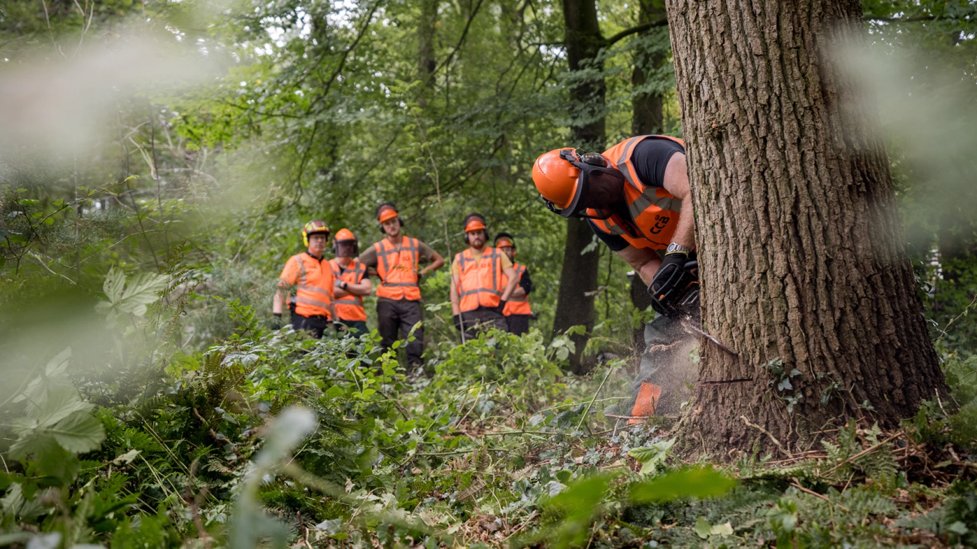 Zware velling kettingzaag cursus