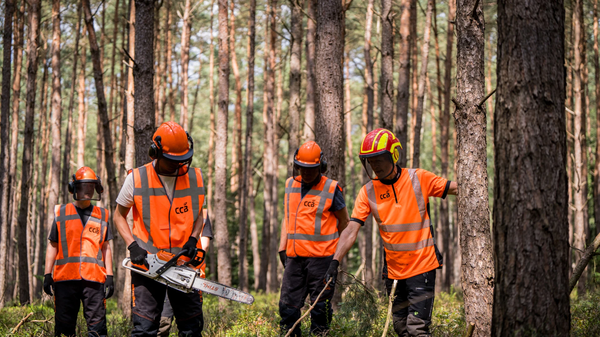 kettingzaag cursus