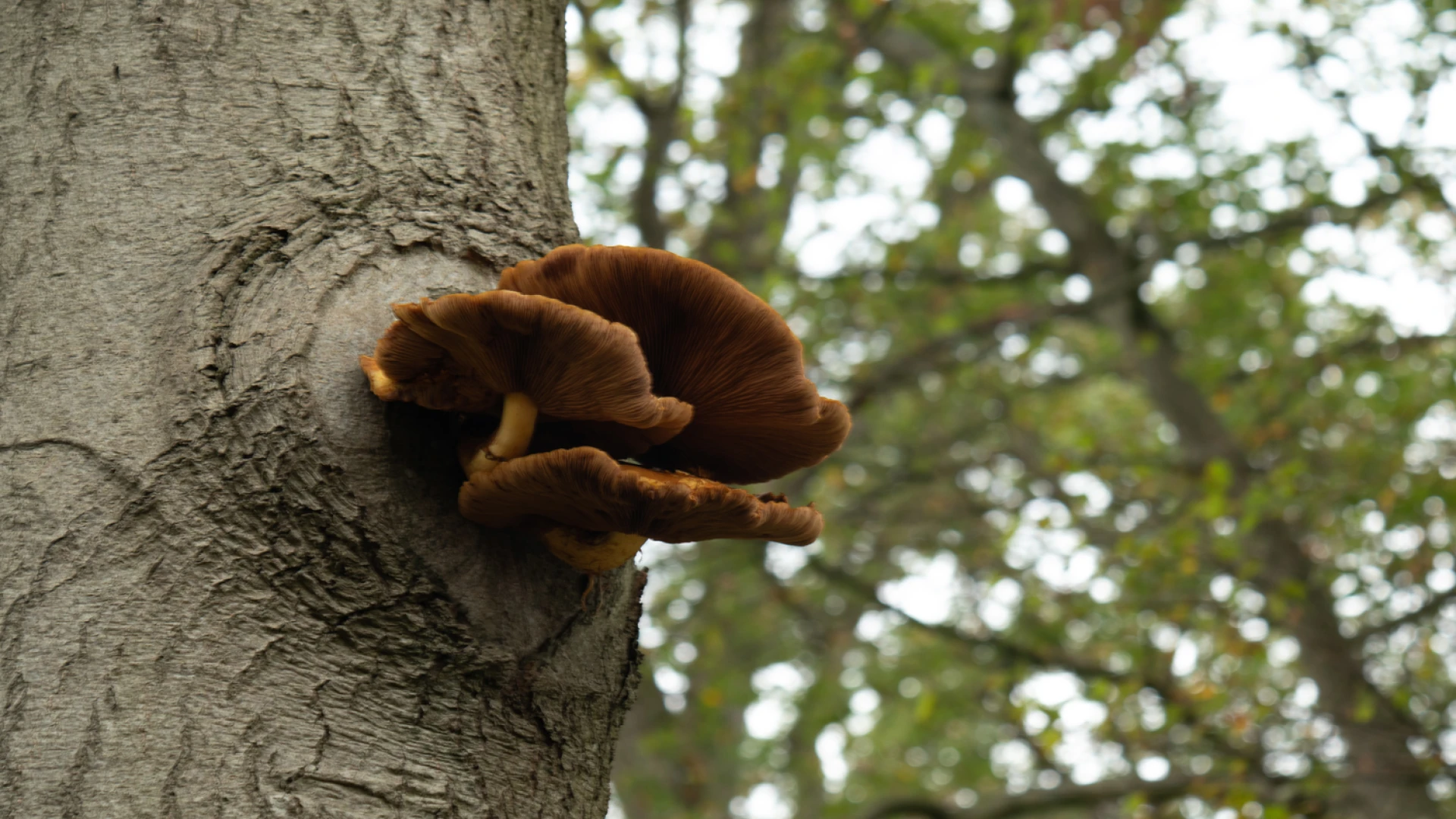 Wet natuurbescherming cursus