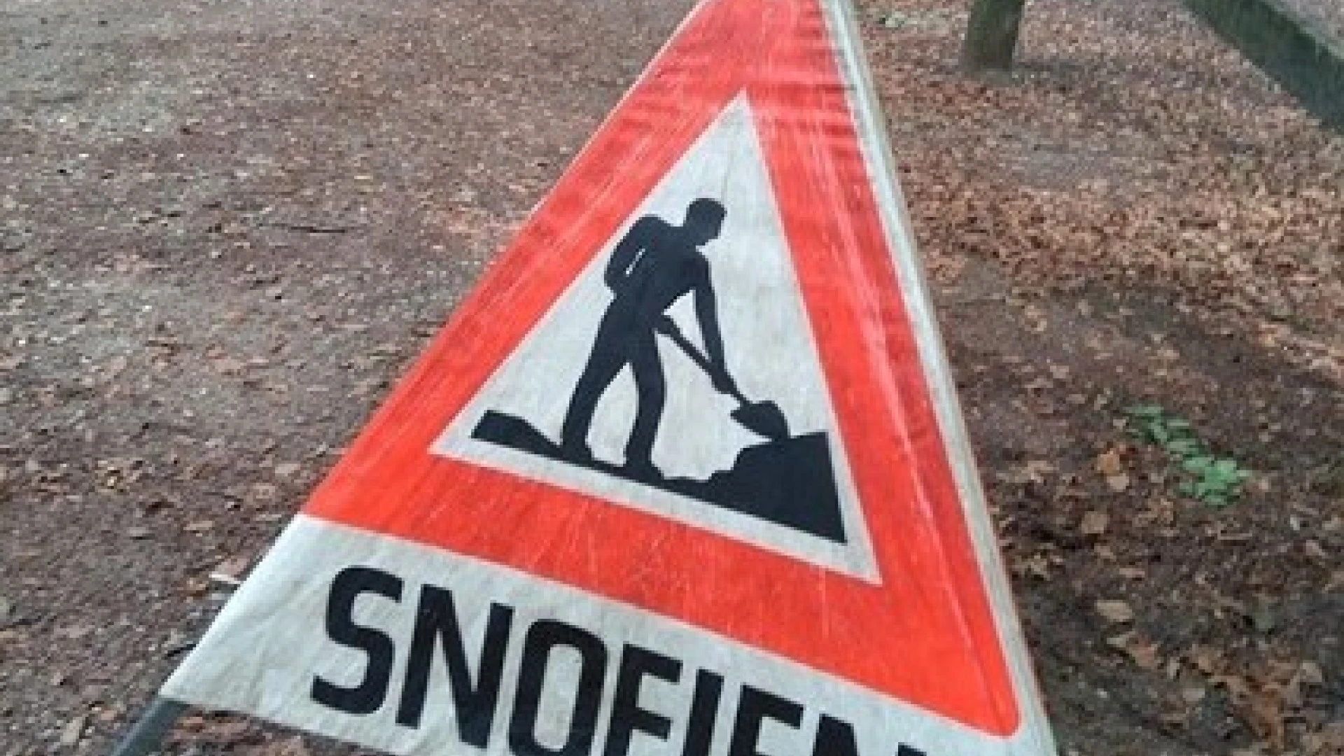 snoeien van bomen 2